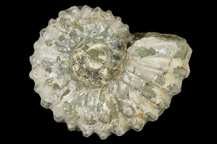 Bumpy Ammonite (Douvilleiceras) Fossil - Madagascar #115593